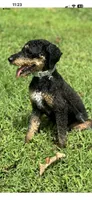 Gunnar, a male Poodle - Miniature  for sale in Calhoun, GA – 6 of 7