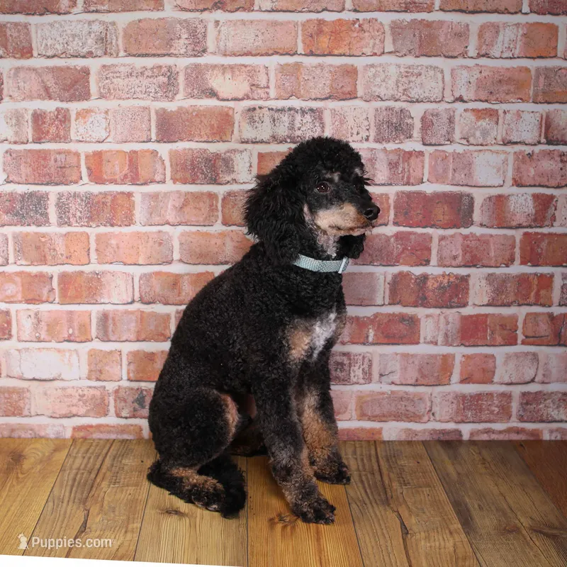Gunnar – Poodle - Miniature  puppy for sale in Calhoun, GA