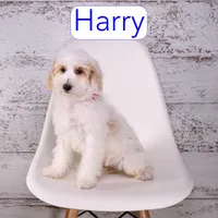 Harry, a male Miniature Goldendoodle for sale in Calhoun, GA – 2 of 2