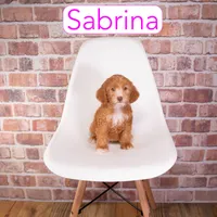 Sabrina , a female Miniature Goldendoodle for sale in Calhoun, GA – 2 of 2