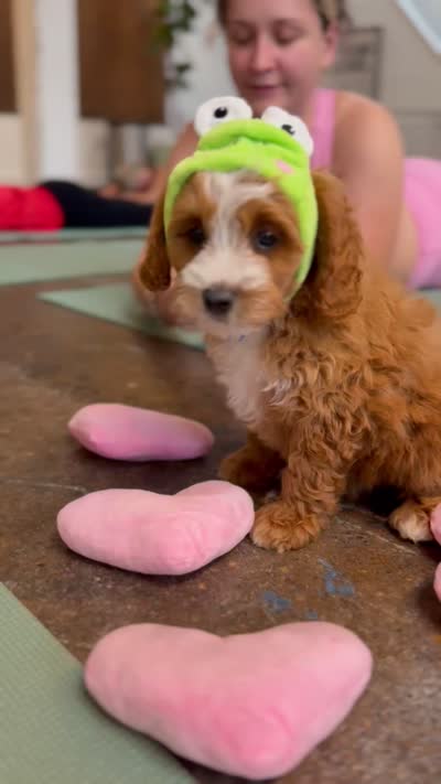 Alfie , a male Cavapoo for sale in Calhoun, GA – 5 of 5