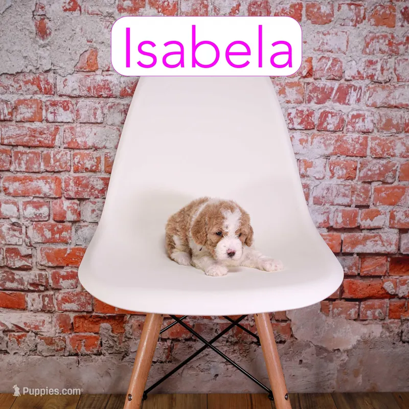 Isabella – Miniature Aussiedoodle puppy for sale in Calhoun, GA