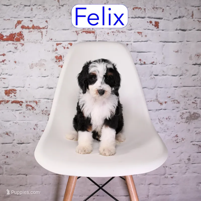 Felix – Miniature Aussiedoodle puppy for sale in Calhoun, GA