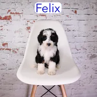 Felix, a male Miniature Aussiedoodle for sale in Calhoun, GA – 1 of 3