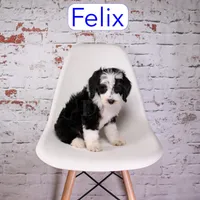 Felix, a male Miniature Aussiedoodle for sale in Calhoun, GA – 3 of 3