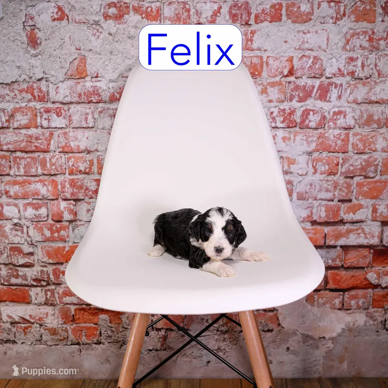 Felix – Miniature Aussiedoodle puppy for sale in Calhoun, GA