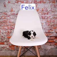 Felix, a male Miniature Aussiedoodle for sale in Calhoun, GA – 2 of 3