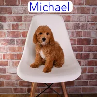 Michael, a male Miniature Goldendoodle for sale in Calhoun, GA – 1 of 2