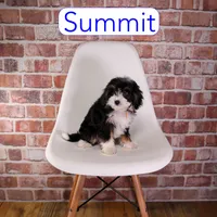 Summit, a male Miniature Bernedoodle and Miniature Aussiedoodle for sale in Calhoun, GA – 2 of 2