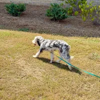 Basil, a female Sheepadoodle for sale in Calhoun, GA – 2 of 5