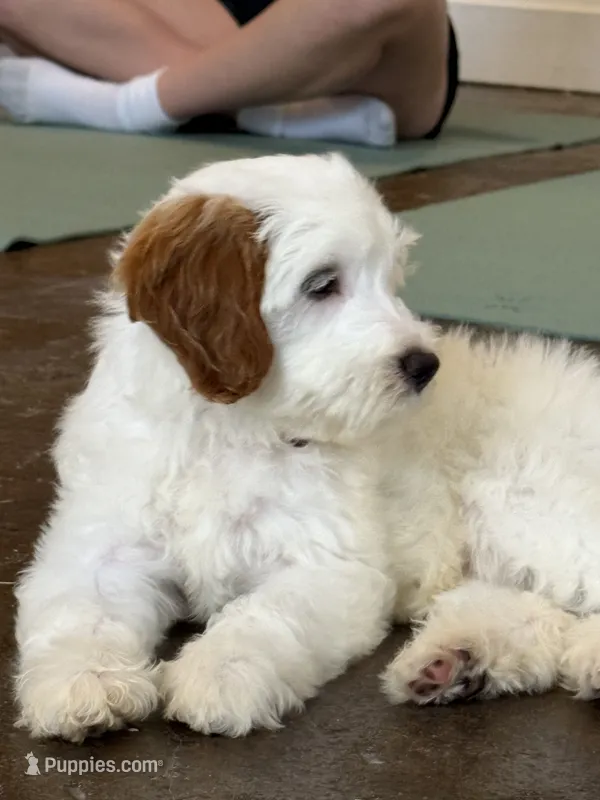 Shannon – Miniature Goldendoodle puppy for sale in Calhoun, GA