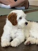Shannon, a female Miniature Goldendoodle for sale in Calhoun, GA – 1 of 6