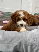 Patrick, a male Miniature Goldendoodle for sale in Calhoun, GA – 3 of 5