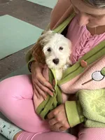 Shannon, a female Miniature Goldendoodle for sale in Calhoun, GA – 4 of 6