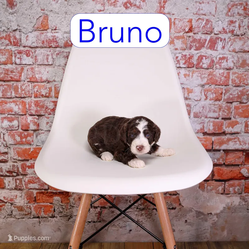 Bruno – Miniature Aussiedoodle puppy for sale in Calhoun, GA