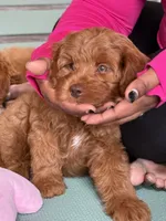 Posey, a female Cavapoo for sale in Calhoun, GA – 2 of 8