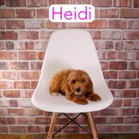 Heidi, a female Miniature Goldendoodle for sale in Calhoun, GA – 1 of 2