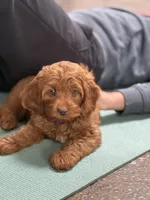 Posey, a female Cavapoo for sale in Calhoun, GA – 4 of 8