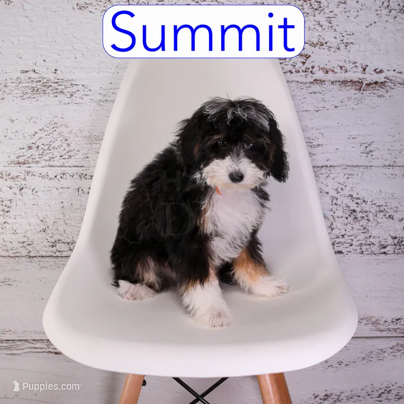 Summit – Miniature Bernedoodle, Miniature Aussiedoodle puppy for sale in Calhoun, GA