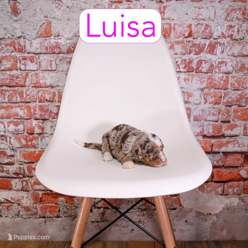 Luisa – Miniature Aussiedoodle puppy for sale in Calhoun, GA