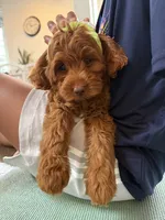 Posey, a female Cavapoo for sale in Calhoun, GA – 7 of 8