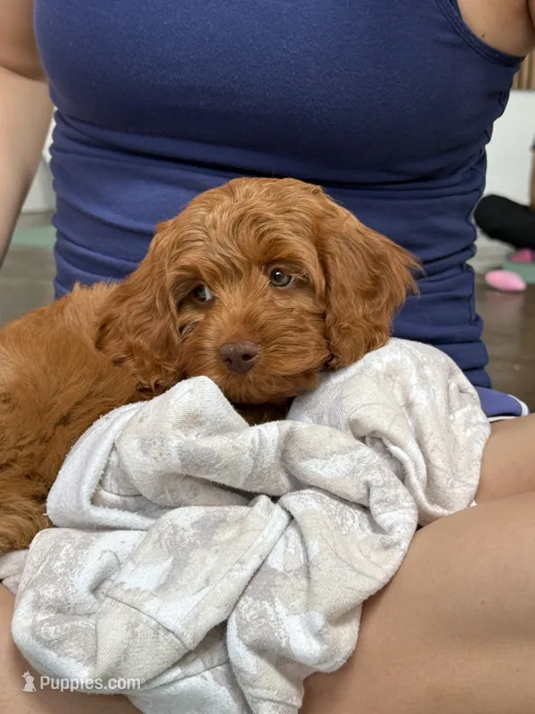 Posey – Cavapoo puppy for sale in Calhoun, GA