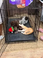 Boone, a male German Shorthaired Pointer for sale in Orla, TX – 4 of 6
