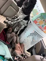 Boone, a male German Shorthaired Pointer for sale in Orla, TX – 3 of 6