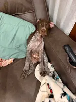 Boone, a male German Shorthaired Pointer for sale in Orla, TX – 5 of 6