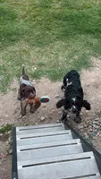 Boone, a male German Shorthaired Pointer for sale in Orla, TX – 2 of 6