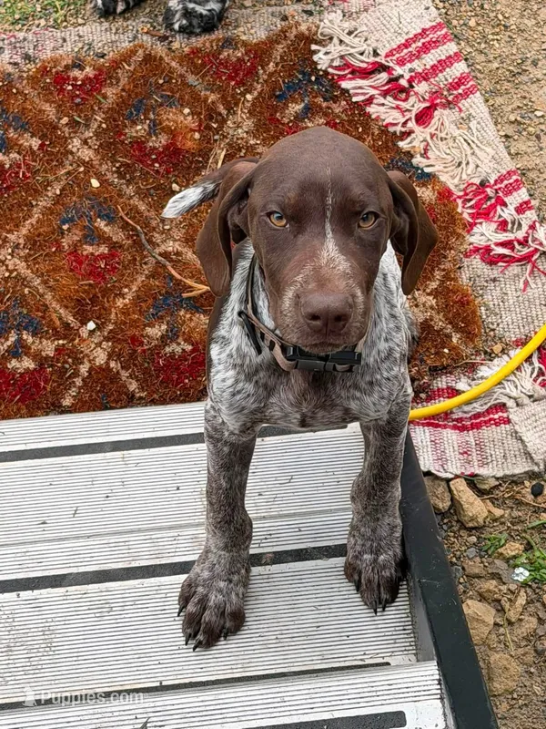 Boone – German Shorthaired Pointer puppy for sale in Orla, TX