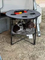 Boone, a male German Shorthaired Pointer for sale in Orla, TX – 6 of 6