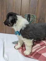 Meet Juniper 🐾, a female Australian Shepherd and Border Collie for sale in Fresno, OH – Photo 2 of 10