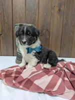 Meet Juniper 🐾, a female Australian Shepherd and Border Collie for sale in Fresno, OH – Photo 7 of 10