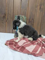 Meet Juniper 🐾, a female Australian Shepherd and Border Collie for sale in Fresno, OH – Photo 4 of 10