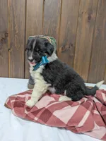 Meet Juniper 🐾, a female Australian Shepherd and Border Collie for sale in Fresno, OH – Photo 3 of 10
