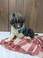 Meet Juniper 🐾, a female Australian Shepherd and Border Collie for sale in Fresno, OH – Photo 6 of 10