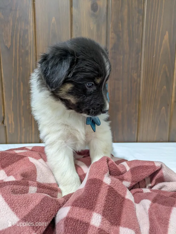 Meet Juniper 🐾 – Australian Shepherd, Border Collie puppy for sale in Fresno, OH