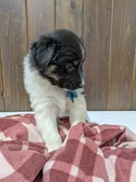 Meet Juniper 🐾, a female Australian Shepherd and Border Collie for sale in Fresno, OH – Photo 1 of 10