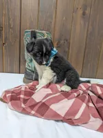 Meet Juniper 🐾, a female Australian Shepherd and Border Collie for sale in Fresno, OH – Photo 10 of 10