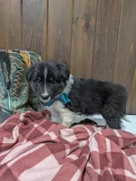Meet Juniper 🐾, a female Australian Shepherd and Border Collie for sale in Fresno, OH – Photo 8 of 10