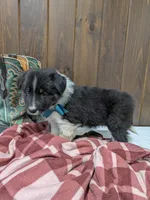 Meet Juniper 🐾, a female Australian Shepherd and Border Collie for sale in Fresno, OH – Photo 9 of 10