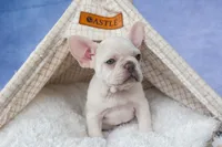 💕Jasmine, a female French Bulldog for sale in Fresno, OH – 5 of 10