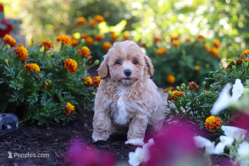 Lily – Havapoo puppy for sale in Fresno, OH