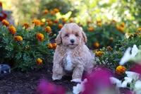 Lily, a female Havapoo for sale in Fresno, OH – 1 of 6