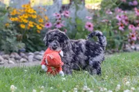 Raina, a female Newfypoo for sale in Fresno, OH – 7 of 8