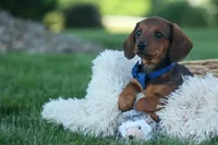 Hunter 💙🐾, a male Miniature Dachshund for sale in Fresno, OH – 4 of 10