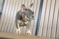 🐾 Mateo, a male French Bulldog for sale in Fresno, OH – 8 of 10