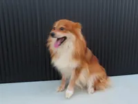 Rusty 🐾, a male Pomeranian for sale in Fresno, OH – 9 of 10