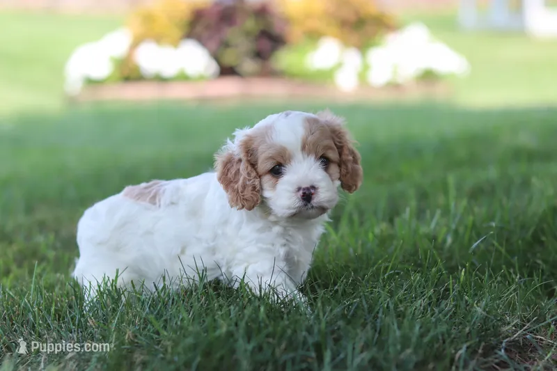 Asher – Cavapoo puppy for sale in Fresno, OH